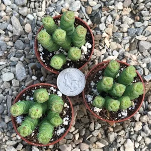 Baby Jade Necklace Succulent Live Plant - Crassula marnieriana Indoor - Image 7