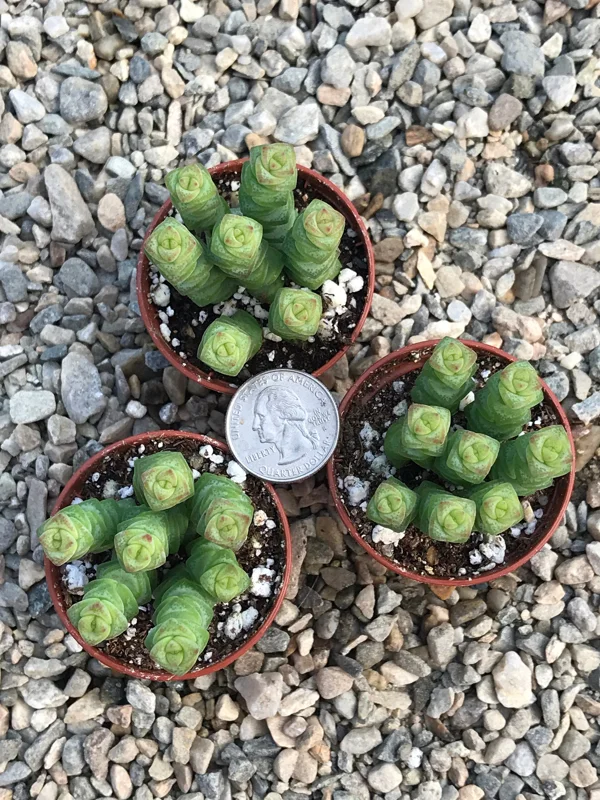 Baby Jade Necklace Succulent Live Plant - Crassula marnieriana Indoor - Image 7