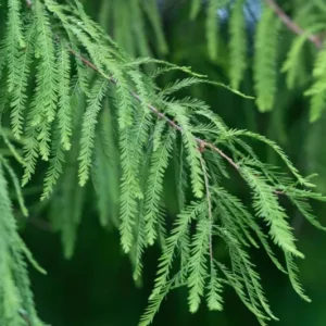 Bald Cypress Tree – Live Plant – 18-24 inch Tall – Quart Pot – Outdoor - Image 2