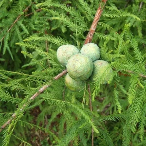 Bald Cypress Tree – Live Plant – 18-24 inch Tall – Quart Pot – Outdoor - Image 3