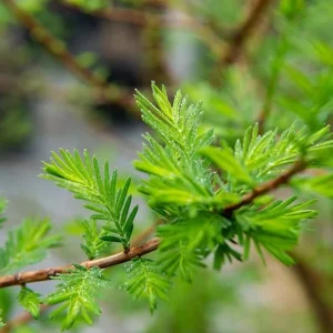 Bald Cypress Tree – Live Plant – 18-24 inch Tall – Quart Pot – Outdoor - Image 4
