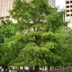 Bald Cypress Tree – Live Plant – 18-24 inch Tall – Quart Pot – Outdoor - Image 5