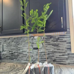 Bald Cypress Tree – Live Plant – 18-24 inch Tall – Quart Pot – Outdoor - Image 6