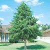 Bald Cypress Tree – Live Plant – 18-24 inch Tall – Quart Pot – Outdoor - Image 1