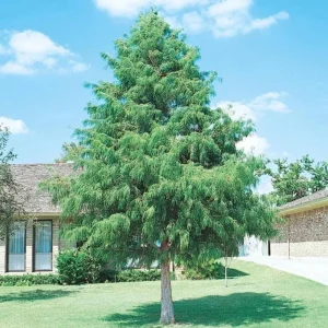 Bald Cypress Tree – Live Plant – 18-24 inch Tall – Quart Pot – Outdoor - Image 1