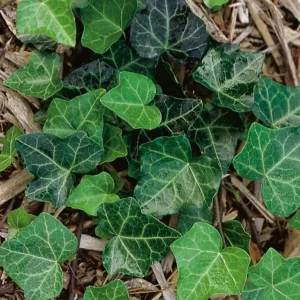 Baltic Ivy Live Plant – Evergreen Ground Cover 2.5in Pot 6-12in Tall Outdoor - Image 2