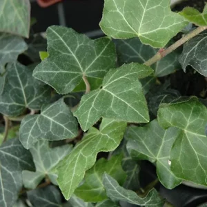 Baltic Ivy Live Plant – Evergreen Ground Cover 2.5in Pot 6-12in Tall Outdoor - Image 3