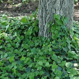 Baltic Ivy Live Plant – Evergreen Ground Cover 2.5in Pot 6-12in Tall Outdoor - Image 4