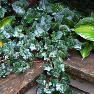 Baltic Ivy Live Plant – Evergreen Ground Cover 2.5in Pot 6-12in Tall Outdoor - Image 1
