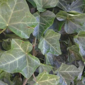 Baltic Sub-Zero Ivy – 5 Bare Root Evergreen Groundcover Plants – Outdoor - Image 1