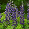 Baptisia 'Royal Purple' False Indigo Perennial Live Plant - Outdoor - Image 1