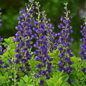 Baptisia 'Royal Purple' False Indigo Perennial Live Plant - Outdoor - Image 1