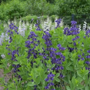Baptisia 'Royal Purple' False Indigo Perennial Live Plant - Outdoor - Image 2