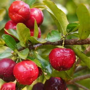 Barbados Cherry Live Plant 4-7” Tall – Acerola Cherry Tree Starter Tropical Outdoor/Indoor - Image 2