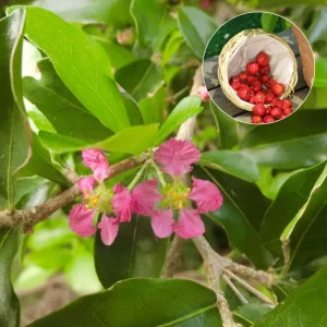 Barbados Cherry Live Plant 4-7” Tall – Acerola Cherry Tree Starter Tropical Outdoor/Indoor - Image 3