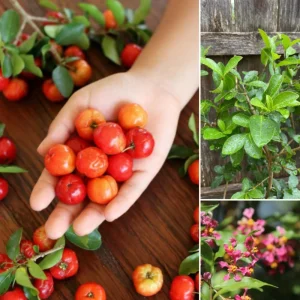 Barbados Cherry Live Plant 4-7” Tall – Acerola Cherry Tree Starter Tropical Outdoor/Indoor - Image 5