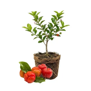 Barbados Cherry Live Plant 4-7” Tall – Acerola Cherry Tree Starter Tropical Outdoor/Indoor - Image 1