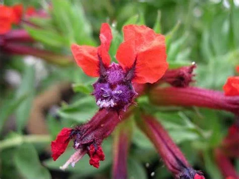 Batface Cuphea Live Plant – 1 Gallon – Outdoor Garden Shrub - Image 2