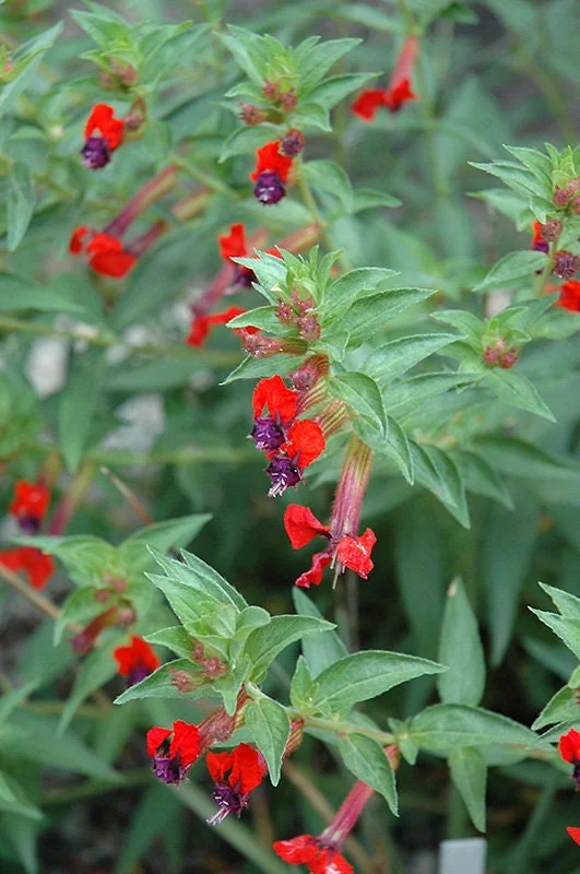 Batface Cuphea Live Plant – 1 Gallon – Outdoor Garden Shrub - Image 3