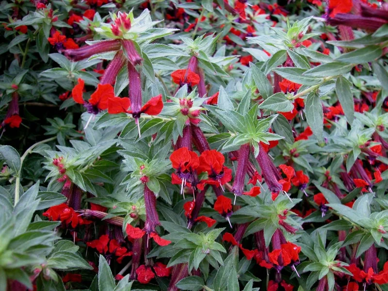 Batface Cuphea Live Plant – 1 Gallon – Outdoor Garden Shrub - Image 1