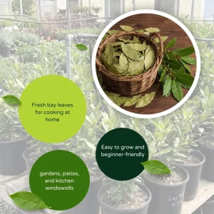 Bay Laurel Live Plant - 4