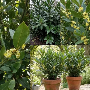Bay Laurel Live Plant - 4