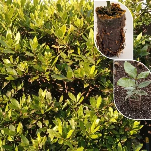 Bay Laurel Live Plant - 4
