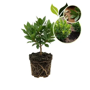 Bay Laurel Live Plant - 4