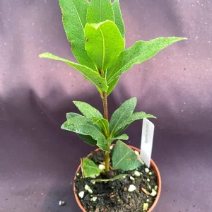 Bay Laurel Live Plant - Laurus Nobilis, Sweet Bay Herb, 3" Pot - Image 2