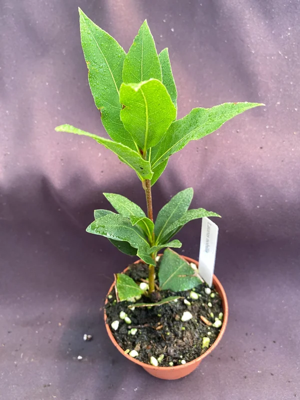Bay Laurel Live Plant - Laurus Nobilis, Sweet Bay Herb, 3" Pot - Image 2
