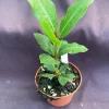 Bay Laurel Live Plant - Laurus Nobilis, Sweet Bay Herb, 3" Pot - Image 1