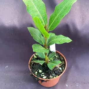 Bay Laurel Live Plant - Laurus Nobilis, Sweet Bay Herb, 3" Pot - Image 1