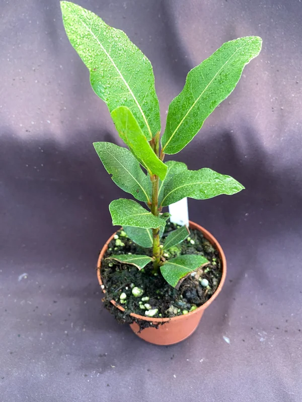Bay Laurel Live Plant - Laurus Nobilis, Sweet Bay Herb, 3" Pot - Image 1