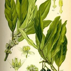 Bay Leaf Tree Live Plant - Laurus Nobilis - Sweet Bay for Culinary, Indoor/Outdoor - Image 2