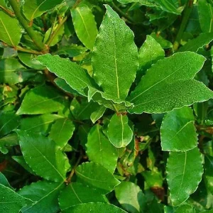 Bay Leaf Tree Live Plant - Laurus Nobilis - Sweet Bay for Culinary, Indoor/Outdoor - Image 3