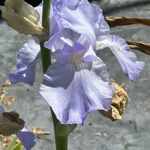 Bearded Iris California Blue Heaven Mix - 5 Bare Roots Tall Flower Plants - Image 10