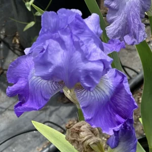 Bearded Iris California Blue Heaven Mix - 5 Bare Roots Tall Flower Plants - Image 11