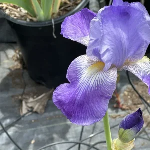 Bearded Iris California Blue Heaven Mix - 5 Bare Roots Tall Flower Plants - Image 12