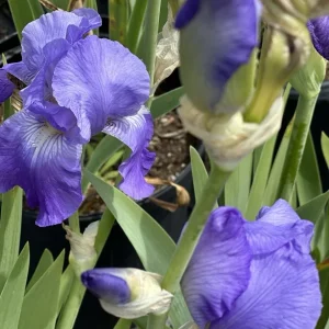 Bearded Iris California Blue Heaven Mix - 5 Bare Roots Tall Flower Plants - Image 13