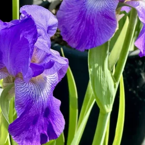 Bearded Iris California Blue Heaven Mix - 5 Bare Roots Tall Flower Plants - Image 14