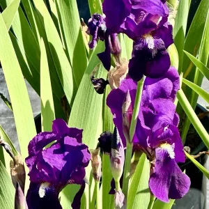 Bearded Iris California Blue Heaven Mix - 5 Bare Roots Tall Flower Plants - Image 15