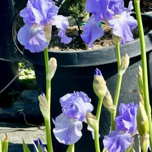 Bearded Iris California Blue Heaven Mix - 5 Bare Roots Tall Flower Plants - Image 16