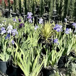 Bearded Iris California Blue Heaven Mix - 5 Bare Roots Tall Flower Plants - Image 2