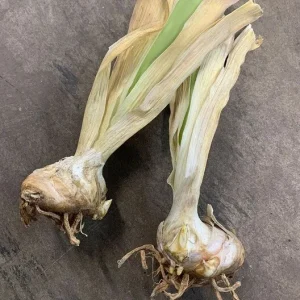 Bearded Iris California Blue Heaven Mix - 5 Bare Roots Tall Flower Plants - Image 3