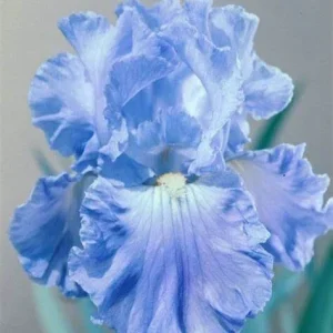 Bearded Iris California Blue Heaven Mix - 5 Bare Roots Tall Flower Plants - Image 7