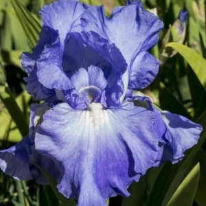 Bearded Iris California Blue Heaven Mix - 5 Bare Roots Tall Flower Plants - Image 8