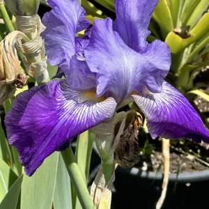Bearded Iris California Blue Heaven Mix - 5 Bare Roots Tall Flower Plants - Image 9