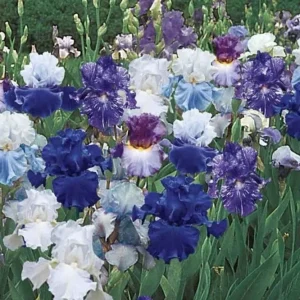 Bearded Iris California Blue Heaven Mix - 5 Bare Roots Tall Flower Plants - Image 1
