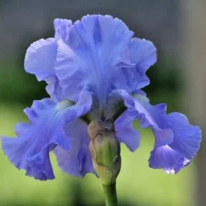 Bearded Iris Full Tide Bare Root - 1 Plant, Wisteria Blue Flowers, Award Winner - Image 2