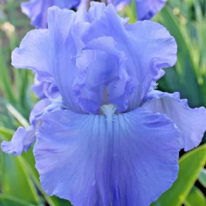 Bearded Iris Full Tide Bare Root - 1 Plant, Wisteria Blue Flowers, Award Winner - Image 1
